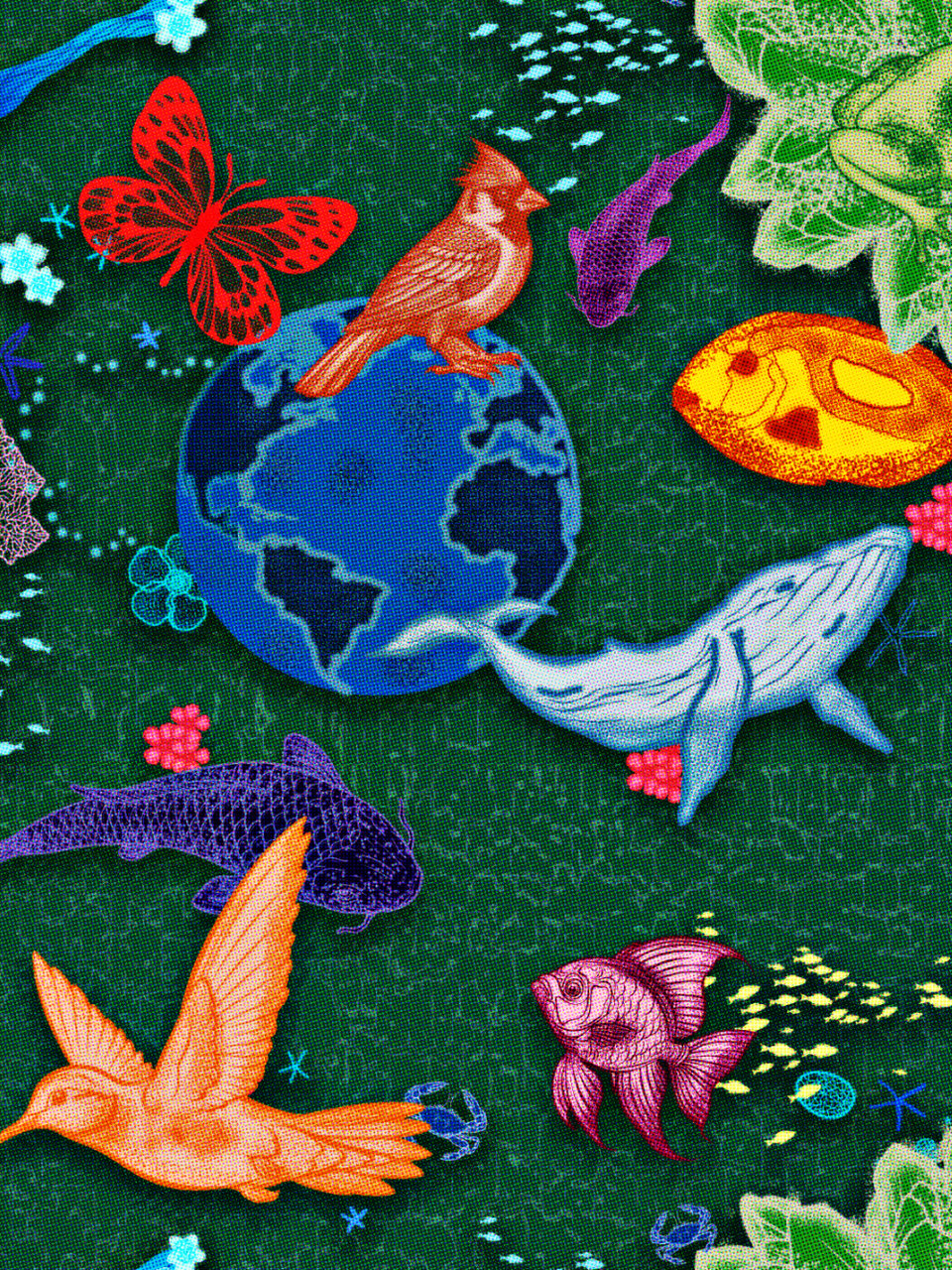 Muchachomalo Muchachomalo Divers