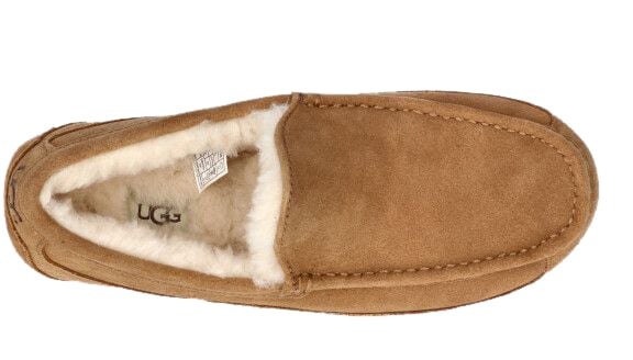 UGG UGG 1101110 CHE ASCOT Bruin