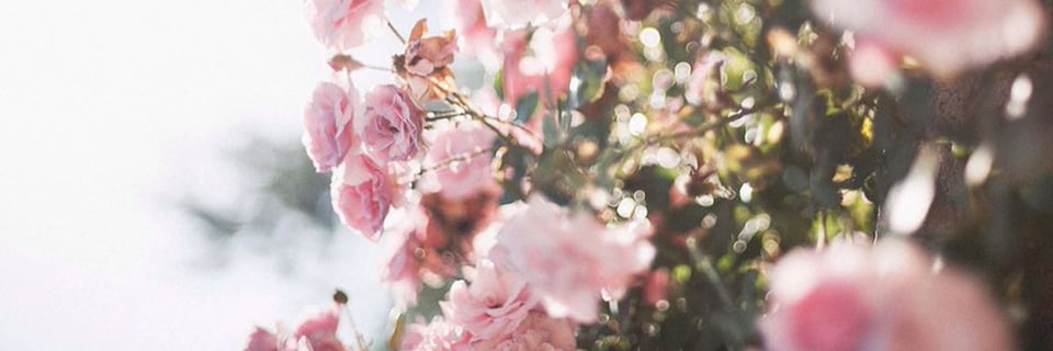 Fiore